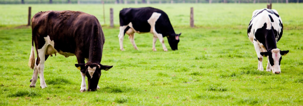 фото ЮКОН СНЭП